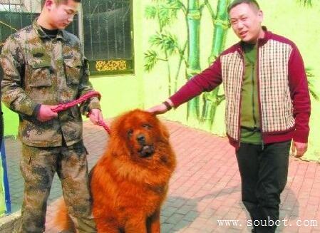 藏獒先生爆料视频播放大全,视频播放大全精彩回顾