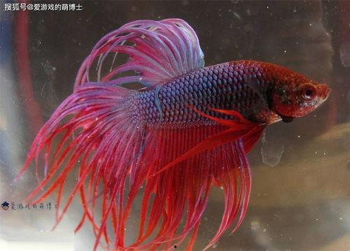 斗鱼 日本,跨文化竞技的魅力之旅