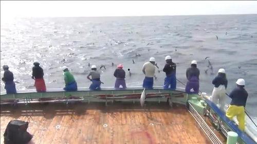 海上打鱼视频,渔船上的惊险与收获