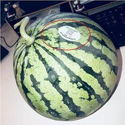 乐清网红吃瓜,揭秘网络舆论背后的真相