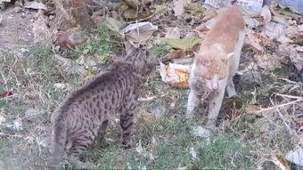 娱乐吃瓜小野猫,揭秘娱乐圈那些不为人知的秘密