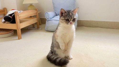 娱乐吃瓜酱小猫咪被吓